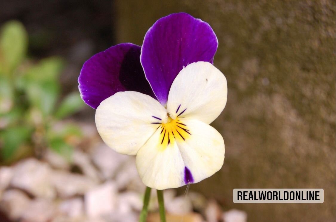 30 semi di VIOLA CORNUTA bianca-viola - semi di fiori - alta germinabilità - seeds