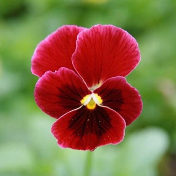 30 semi di VIOLA CORNUTA ROSSA - semi di fiori - alta germinabilità - seeds