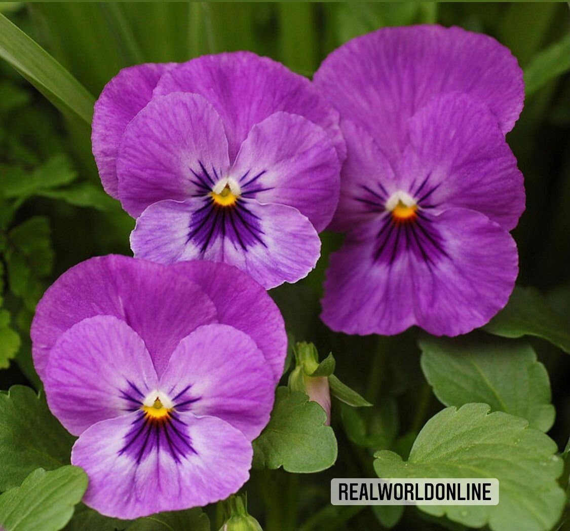30 semi di FIORE DI VIOLA - semi di fiori - alta germinabilità - seeds
