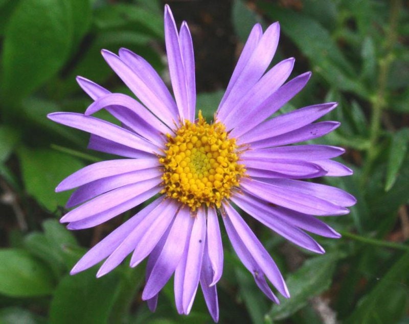 30 semi di fiori di ASTRO ALPINO - semi di fiori - alta germinabilità - seeds