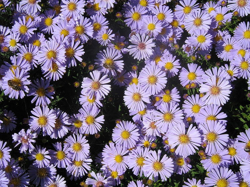 30 semi di fiori di ASTRO DI VIRGILIO- semi di fiori - alta germinabilità - seeds
