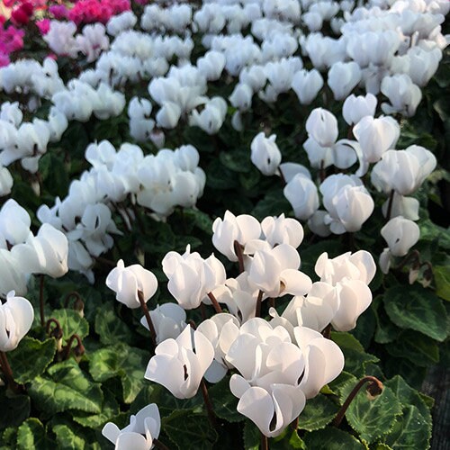 30 semi di fiori di CICLAMINO BIANCO - semi di fiori - alta germinabilità - seeds