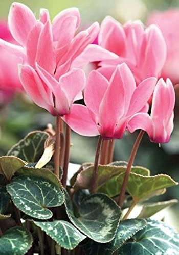 30 semi di fiori di CICLAMINO ROSA - semi di fiori - alta germinabilità - seeds