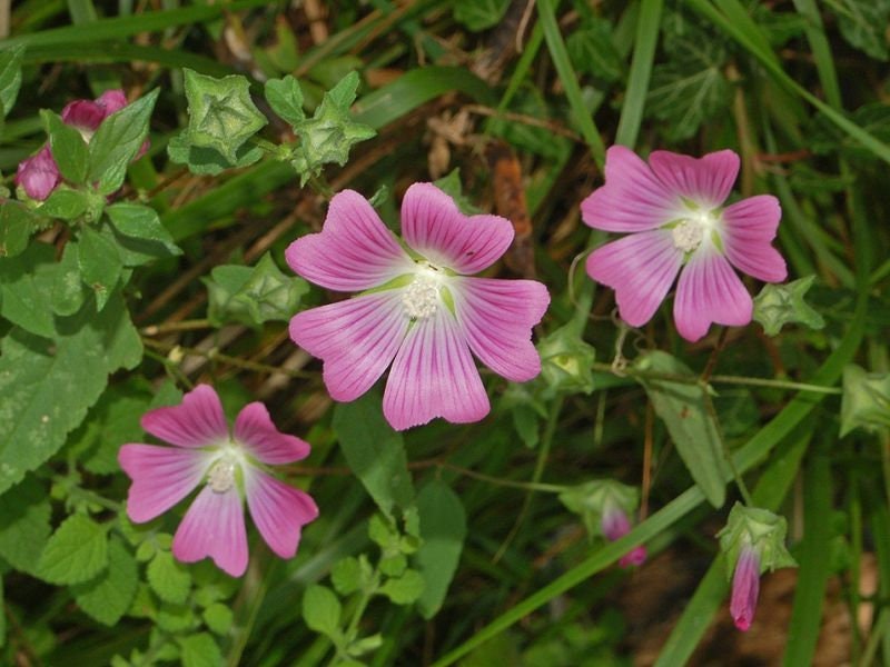 30 semi di fiori di MALVA PUNCTATA - semi di fiori - alta germinabilità - seeds
