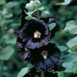 30 semi di fiori di MALVA NERA  - semi di fiori - alta germinabilità - seeds