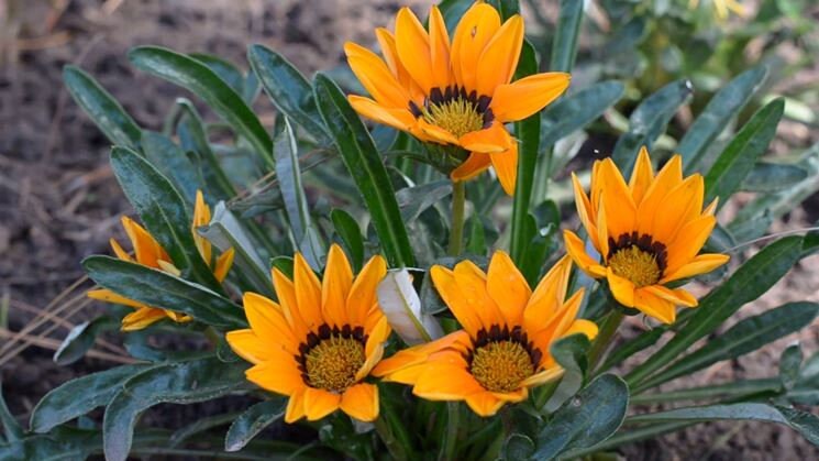 10 semi di fiori di MARGHERITA ARANCIONE - semi di fiori - alta germinabilità - seeds