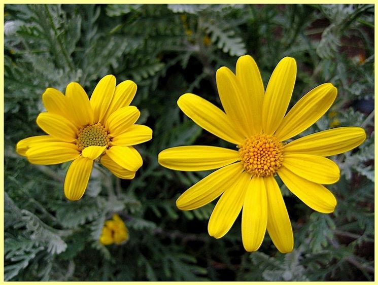 10 semi di fiori di MARGHERITA GIALLA - semi di fiori - alta germinabilità - seeds