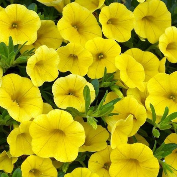 10 semi di fiori di PETUNIA GIALLA - semi di fiori - alta germinabilità - seeds