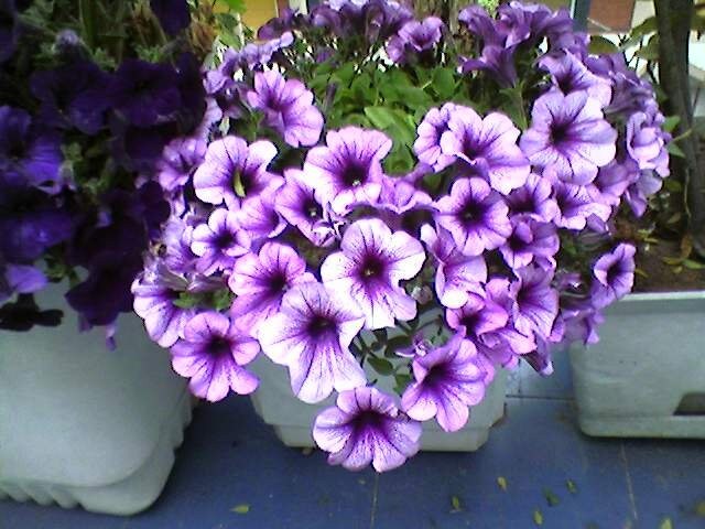 10 semi di fiori di PETUNIA VIOLA-BIANCA - semi di fiori - alta germinabilità - seeds