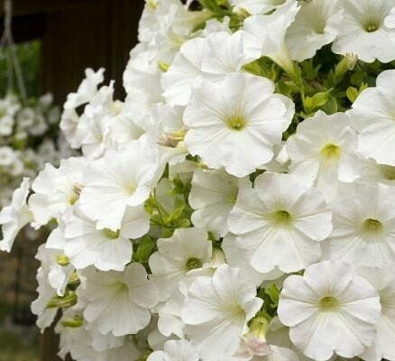 10 semi di fiori di PETUNIA BIANCA - semi di fiori - alta germinabilità - seeds