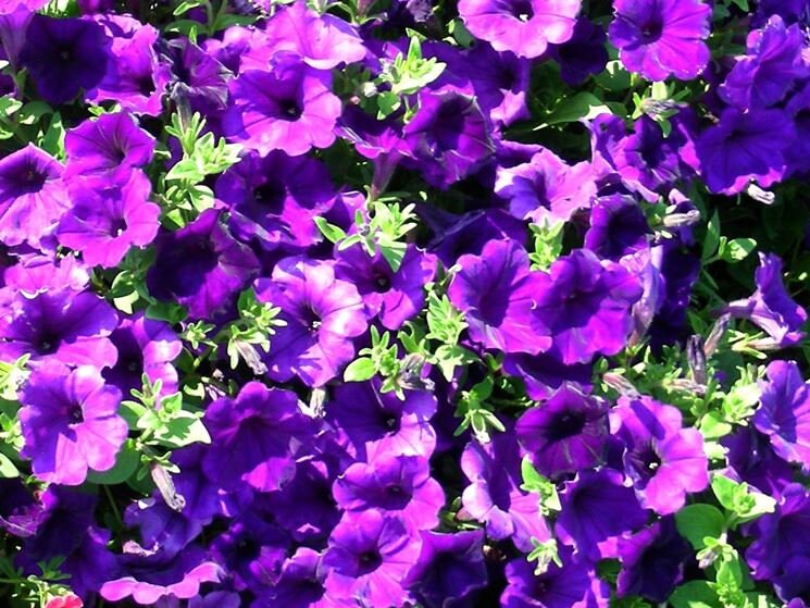 10 semi di fiori di PETUNIA VIOLA - semi di fiori - alta germinabilità - seeds