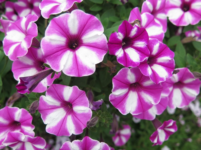 30 semi di fiori di PETUNIA ROSA-BIANCA - semi di fiori - alta germinabilità - seeds