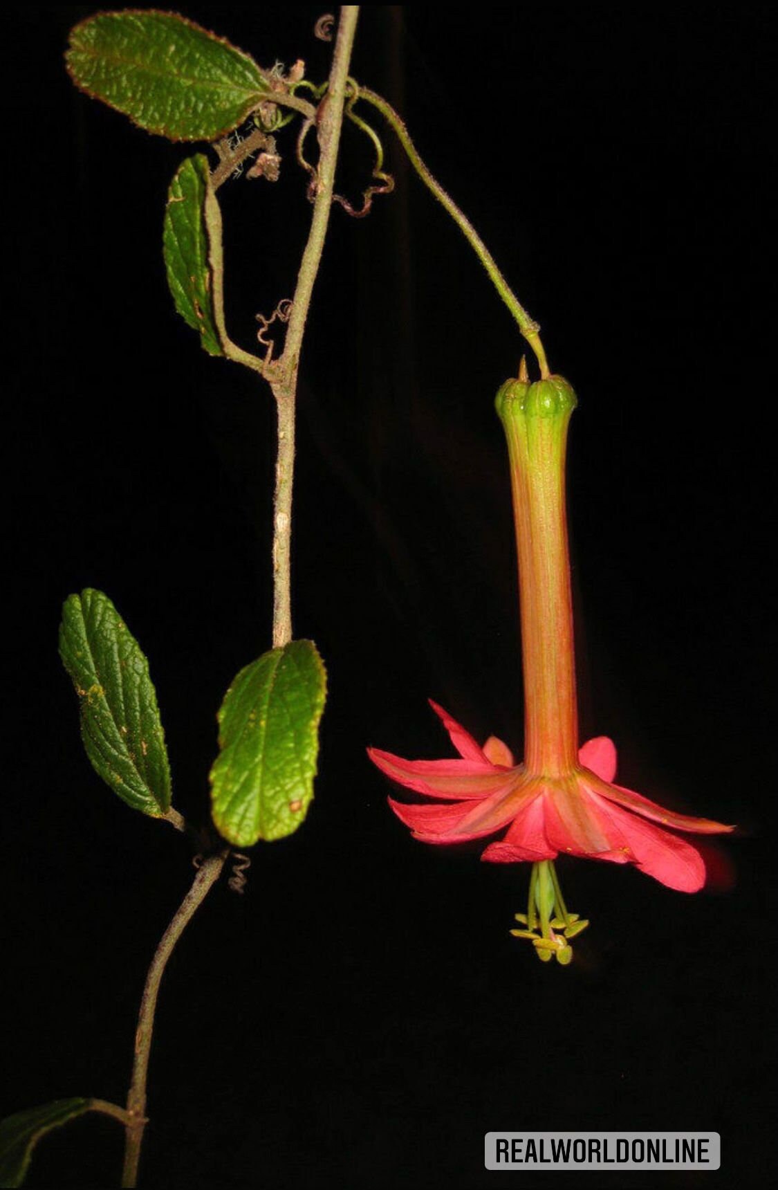 30 semi di PASSIFLORA ADULTERINA - pianta tropicale - semi di fiori - alta germinabilità - seeds