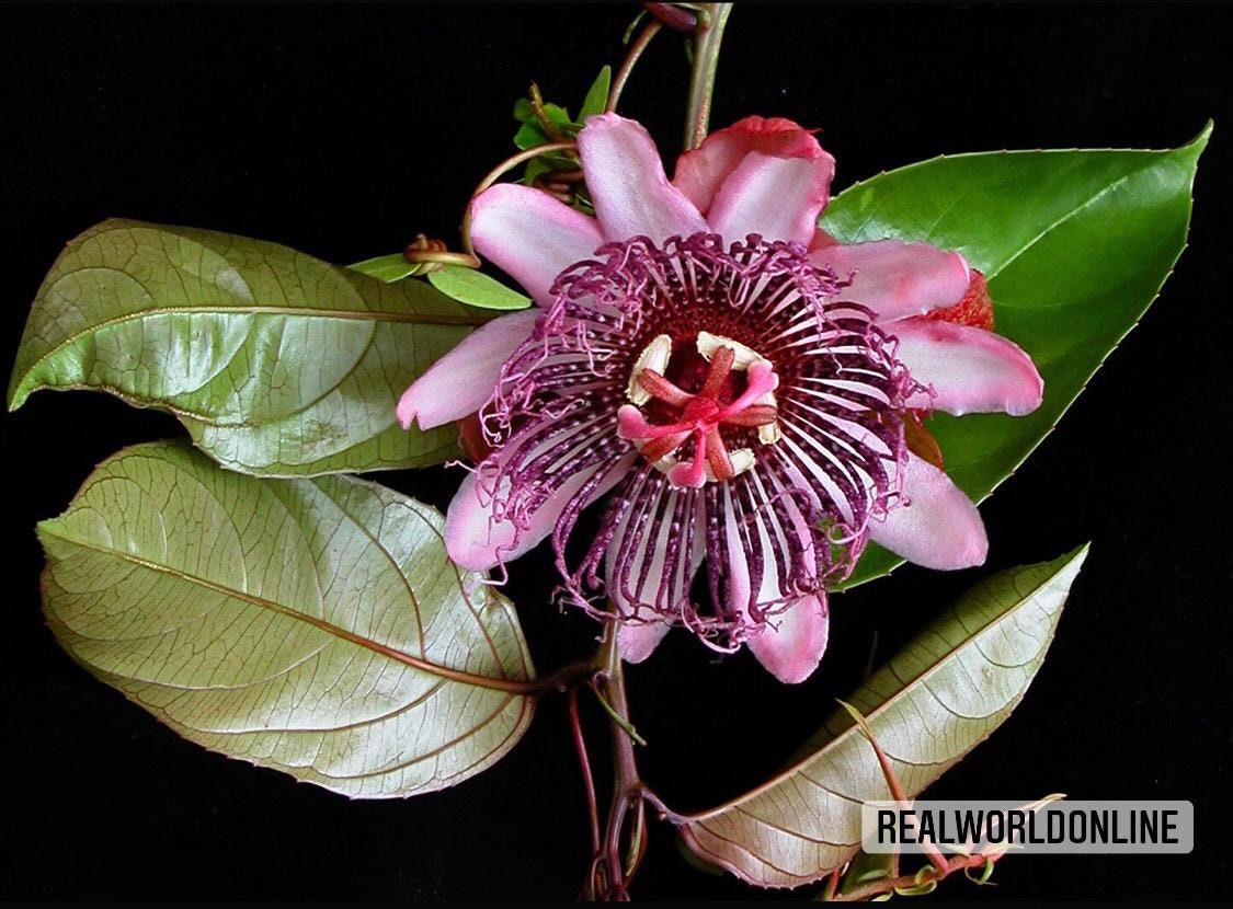 10 semi di PASSIFLORA AMBIGUA - pianta tropicale - semi di fiori - alta germinabilità - seeds