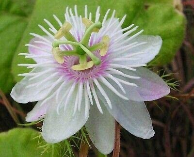 10 semi di PASSIFLORA FOETIDA - pianta tropicale - semi di fiori - alta germinabilità - seeds