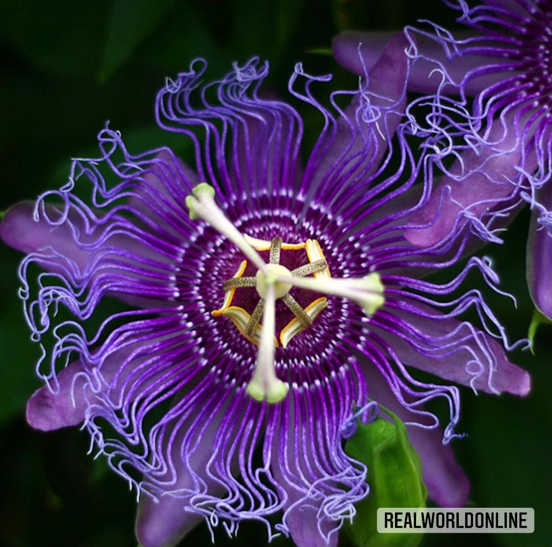 10 semi di PASSIFLORA INCARNATA - pianta tropicale - semi di fiori - alta germinabilità - seeds
