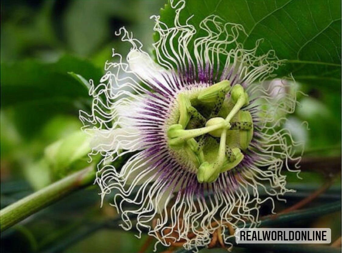 10 semi di PASSIFLORA MORIFOLIA - pianta tropicale - semi di fiori - alta germinabilità - seeds