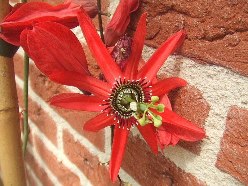 10 semi di PASSIFLORA MACEMOSA - pianta tropicale - semi di fiori - alta germinabilità - seeds