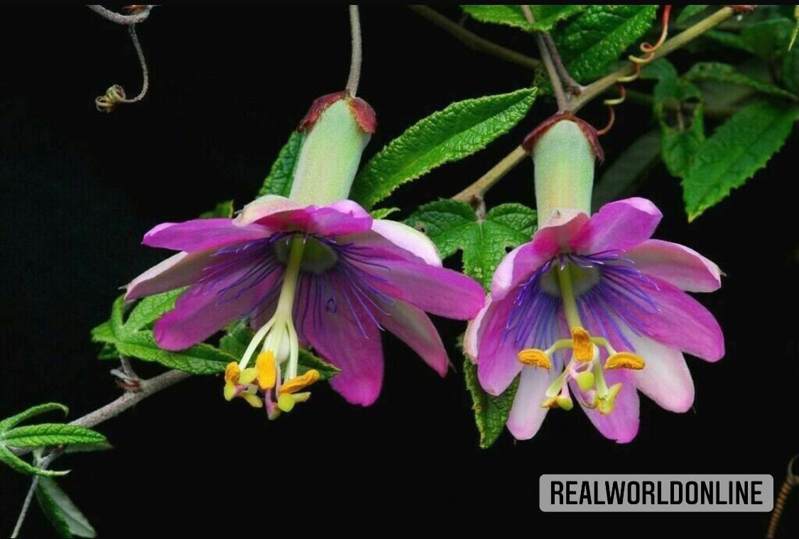 10 semi di PASSIFLORA PINNATISTIPULA - pianta tropicale - semi di fiori - alta germinabilità - seeds