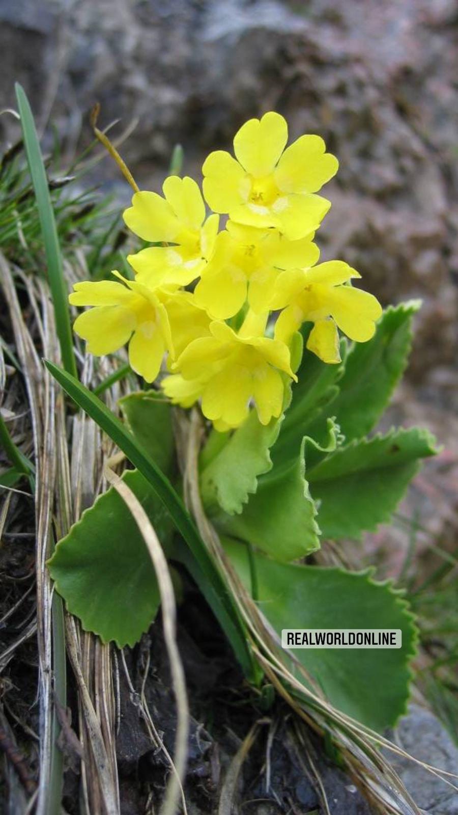 30 semi di PRIMULA AURICULA - semi di fiori - alta germinabilità - seeds