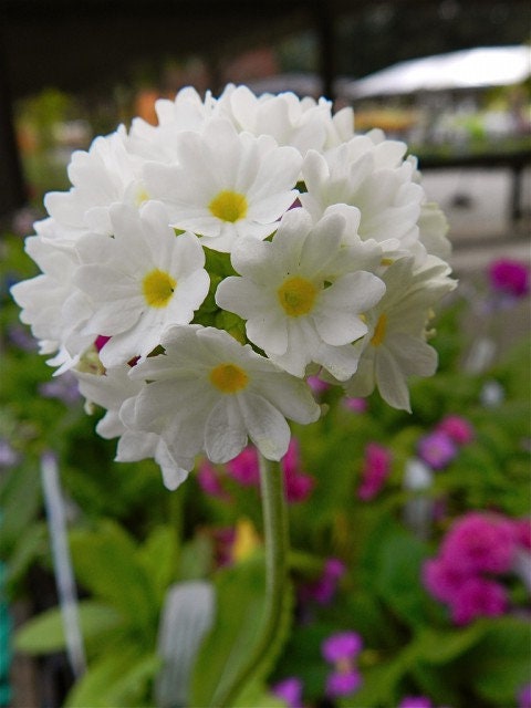30 semi di PRIMULA DENTICULATA BIANCA - semi di fiori - alta germinabilità - seeds