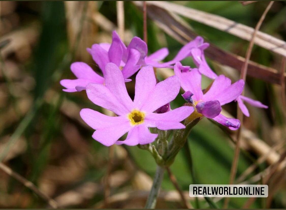30 semi di PRIMULA FARINOSA - semi di fiori - alta germinabilità - seeds