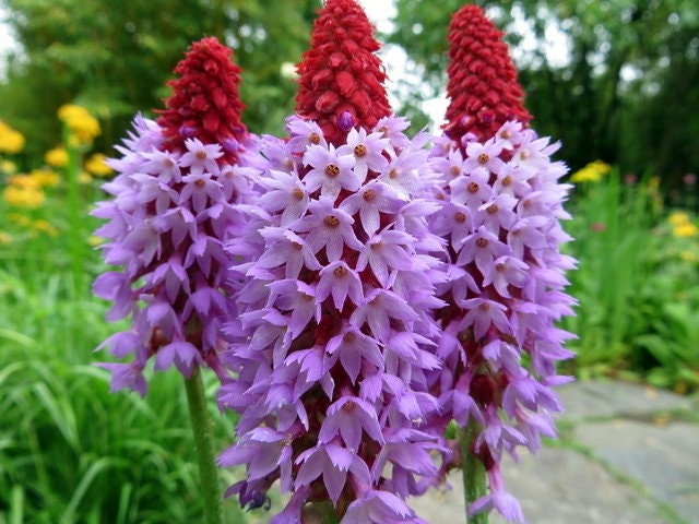 30 semi di PRIMULA VIALII - semi di fiori - alta germinabilità - seeds