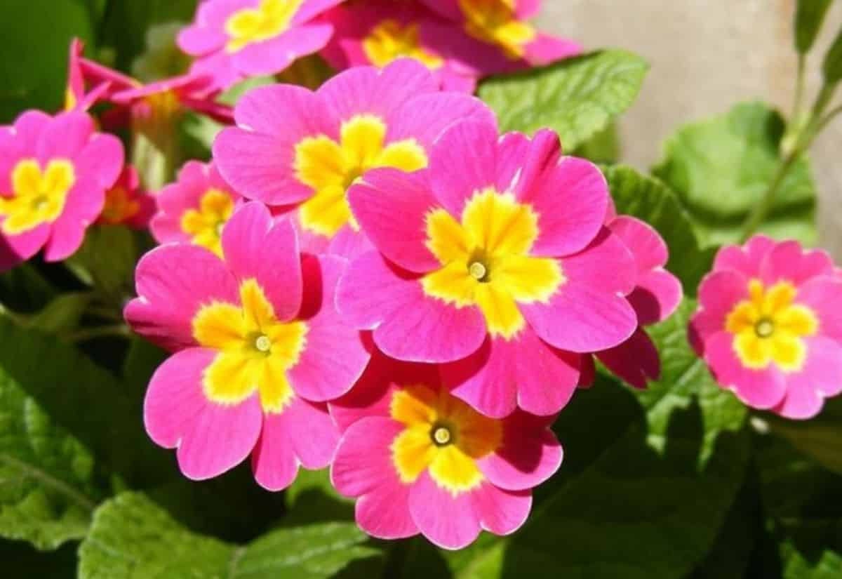 30 semi di PRIMULA VULGARIS rosa-gialla - semi di fiori - alta germinabilità - seeds