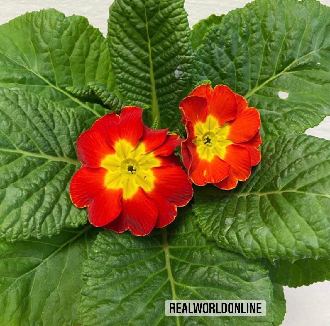 30 semi di PRIMULA VULGARIS rossa-gialla - semi di fiori - alta germinabilità - seeds