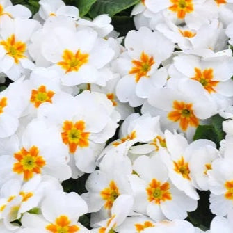 30 semi di PRIMULA VULGARIS bianca-gialla - semi di fiori - alta germinabilità - seeds