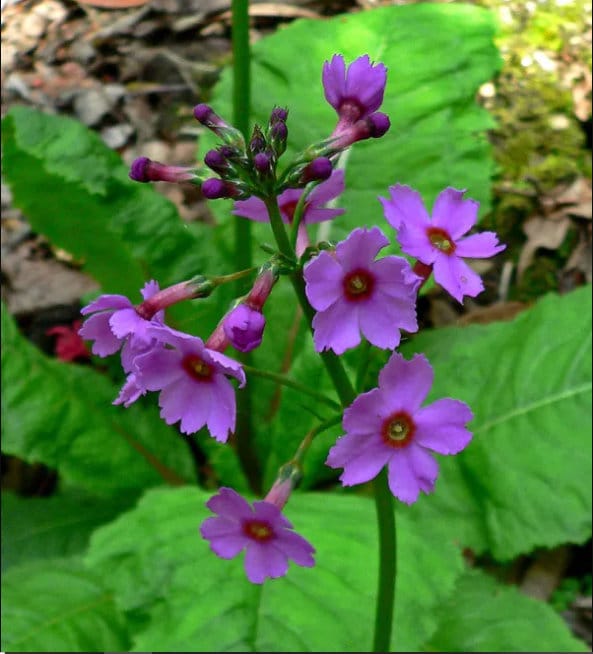 30 semi di PRIMULA JAPONICA - semi di fiori - alta germinabilità - seeds