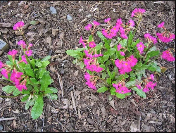 30 semi di PRIMULA ROSEA GRANDIFLORA - semi di fiori - alta germinabilità - seeds
