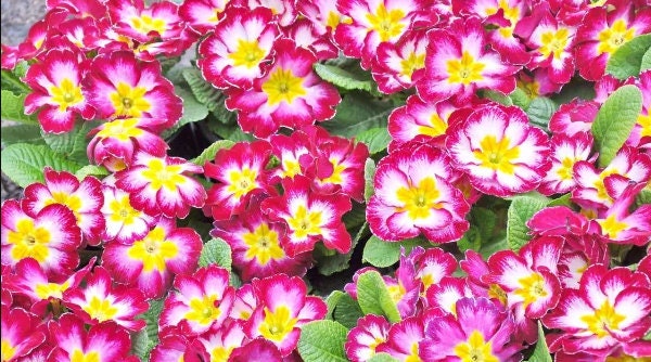 30 semi di PRIMULA rosa sfumata bianca gialla - semi di fiori - alta germinabilità - seeds