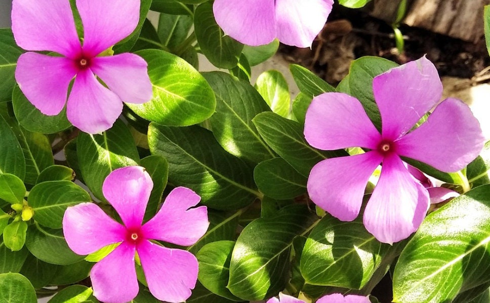 30 semi di VINCA ROSA - semi di fiori - alta germinabilità - seeds