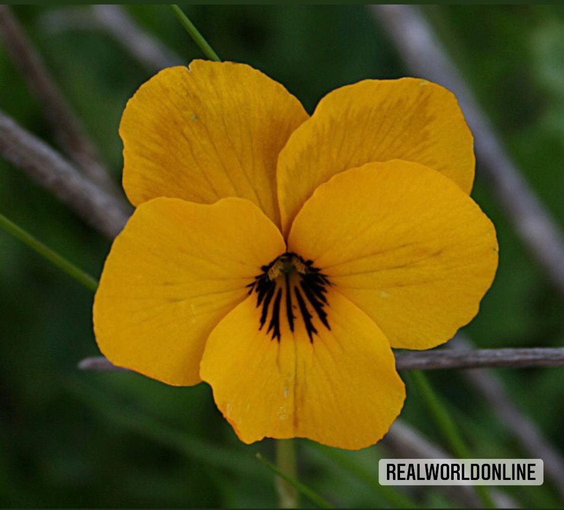 30 semi di VIOLA BOTANICA GIALLA - semi di fiori - alta germinabilità - seeds