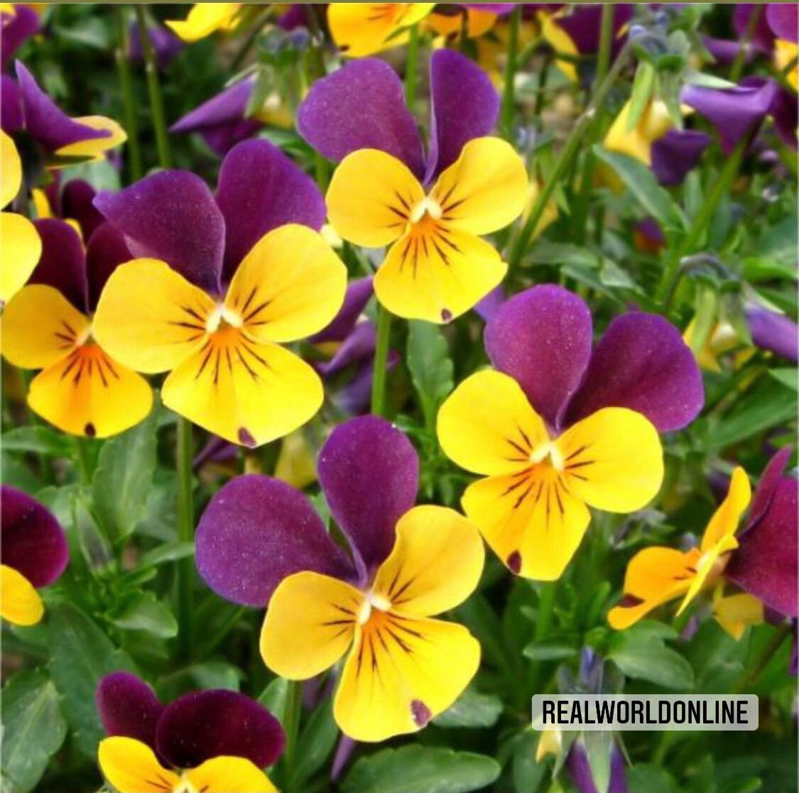 30 semi di VIOLA CORNUTA gialla-viola - semi di fiori - alta germinabilità - seeds