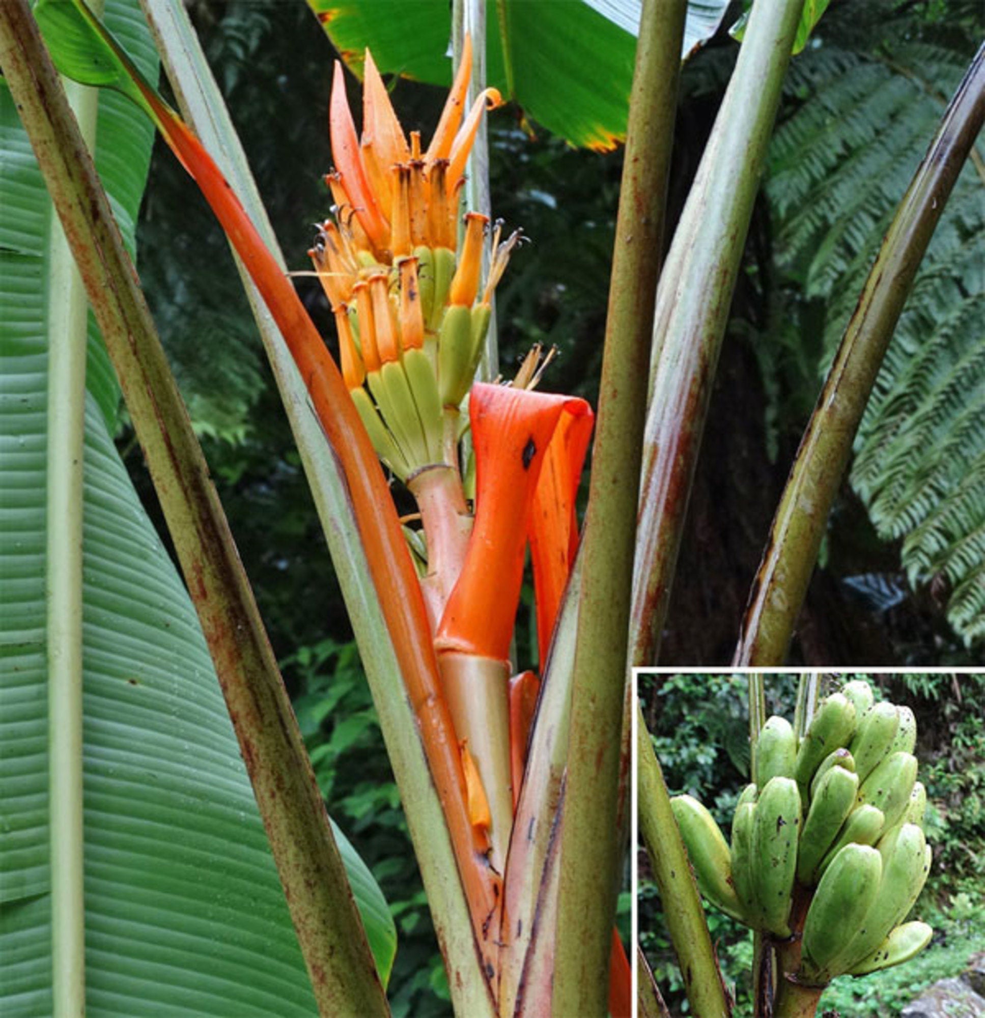 Musa Aurantiaca – 5 Semi – Banano Ornamentale, Fiori Arancioni Brillanti, Ideale per Vasi e Giardini Tropicali, Raro