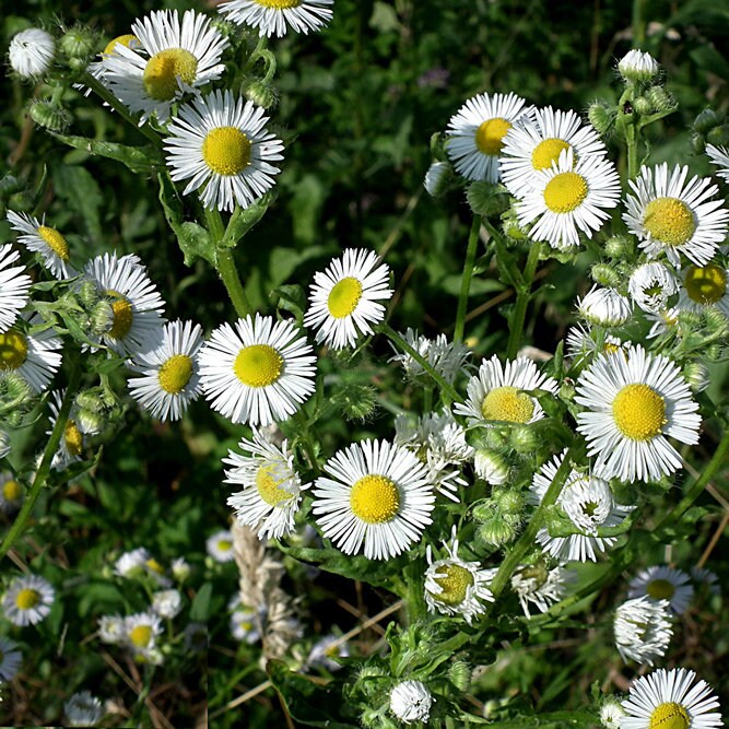 30 semi di fiori di CAMOMILLA FALSA - semi di fiori - alta germinabilità - seeds