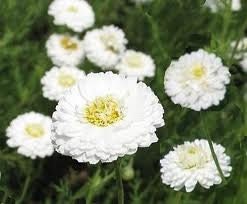 30 semi di fiori di CAMOMILLA ROMANA - semi di fiori - alta germinabilità - seeds