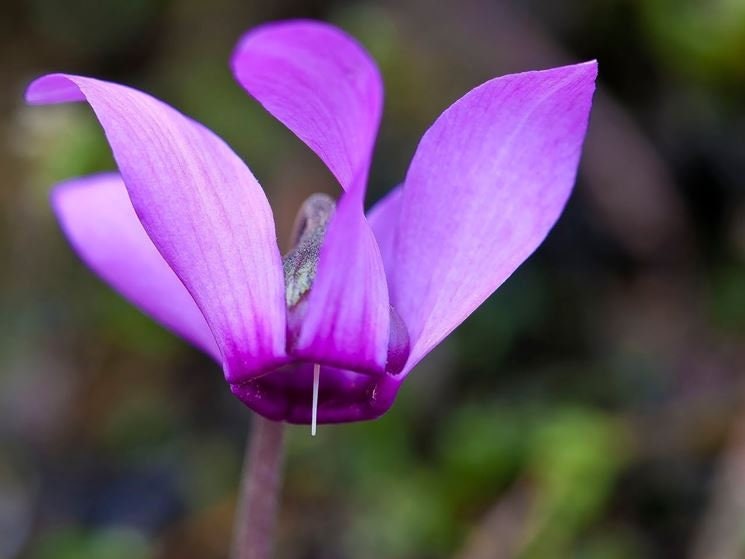 30 semi di fiori di CICLAMINO VIOLA - semi di fiori - alta germinabilità - seeds