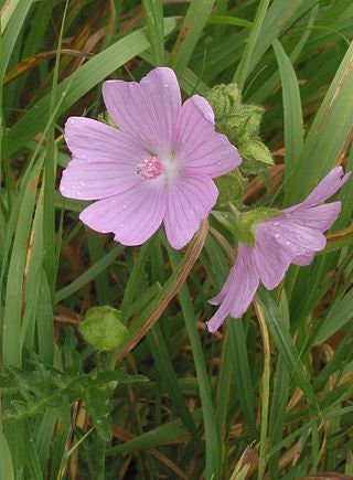 30 semi di fiori di MALVA MUSCHIATA - semi di fiori - alta germinabilità - seeds