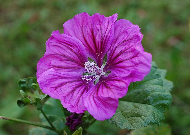 30 semi di fiori di MALVA SELVATICA - semi di fiori - alta germinabilità - seeds