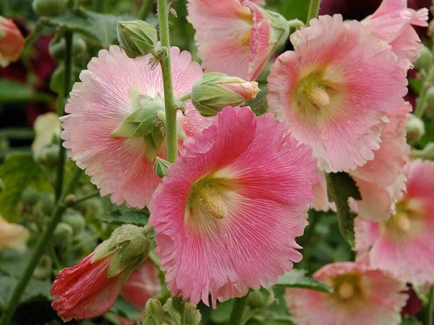 30 semi di fiori di MALVAROSA  - semi di fiori - alta germinabilità - seeds