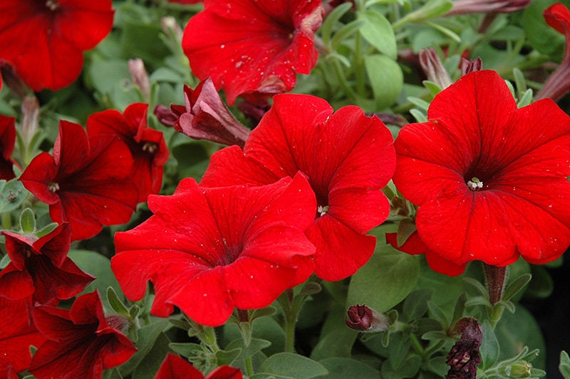 10 semi di fiori di PETUNIA ROSSA - semi di fiori - alta germinabilità - seeds