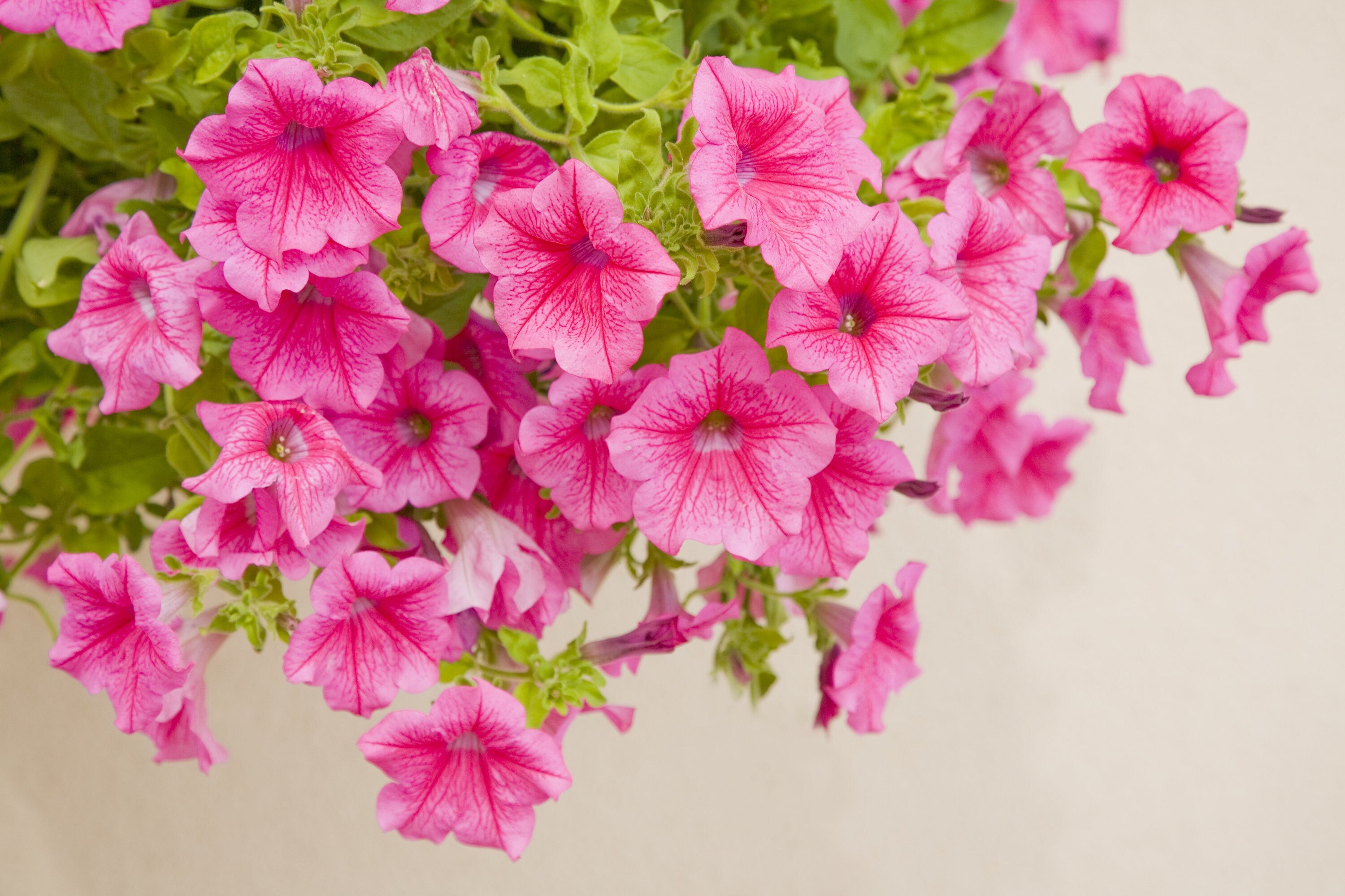 10 semi di fiori di PETUNIA ROSA - semi di fiori - alta germinabilità - seeds