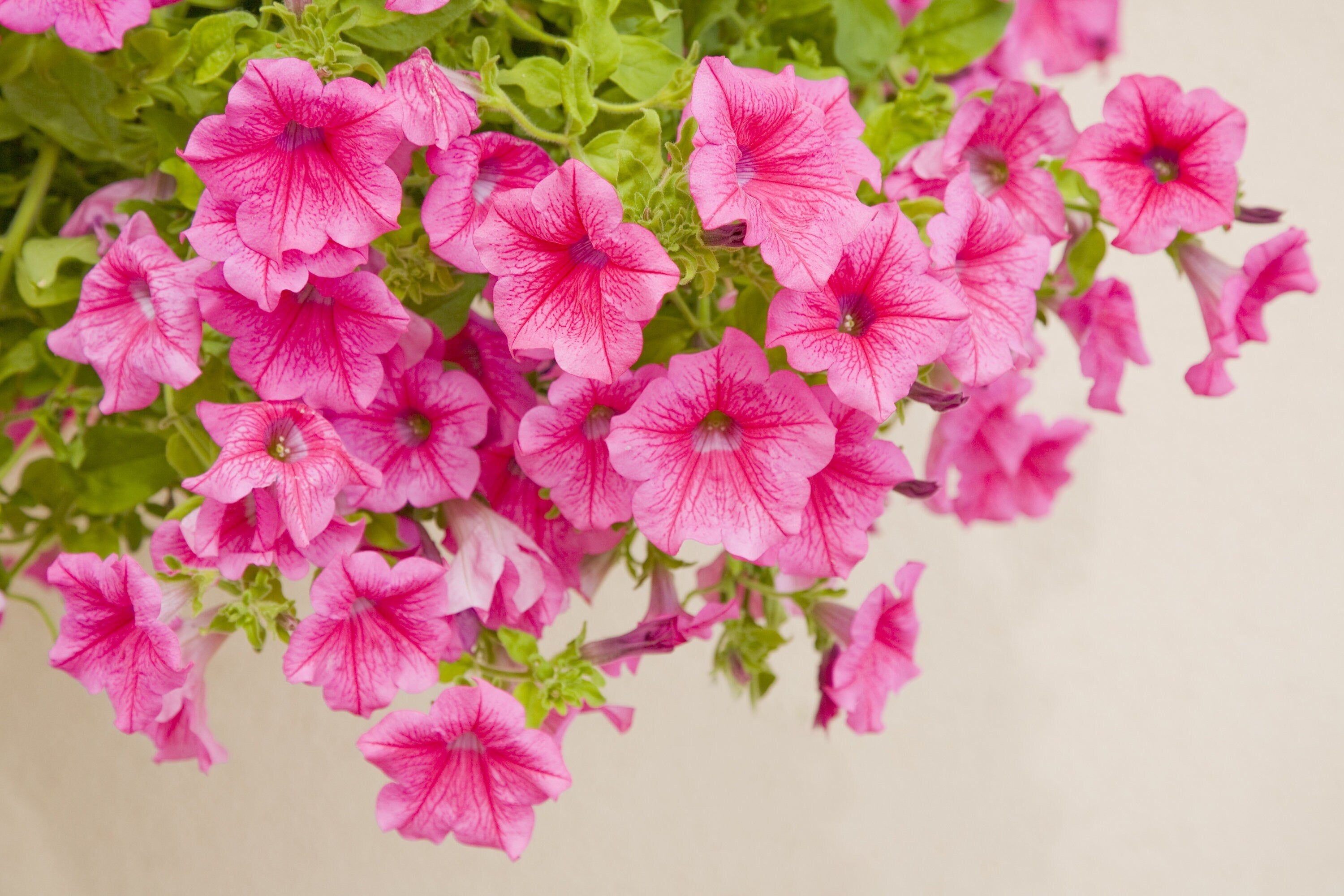 10 Semi di Surfinia Petunia x atkinsiana – Semi Freschi, Alta Germinabilità, No-GMO