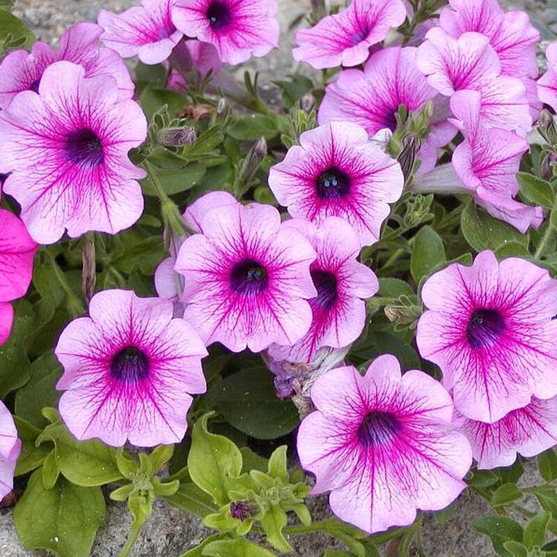 30 semi di fiori di PETUNIA ROSELLA - semi di fiori - alta germinabilità - seeds