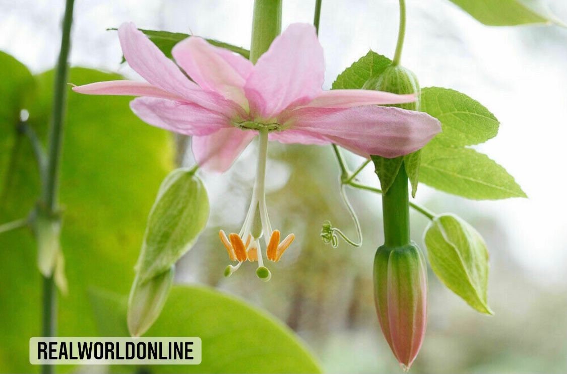 10 semi di PASSIFLORA MOLLISSIMA - pianta tropicale - semi di fiori - alta germinabilità - seeds