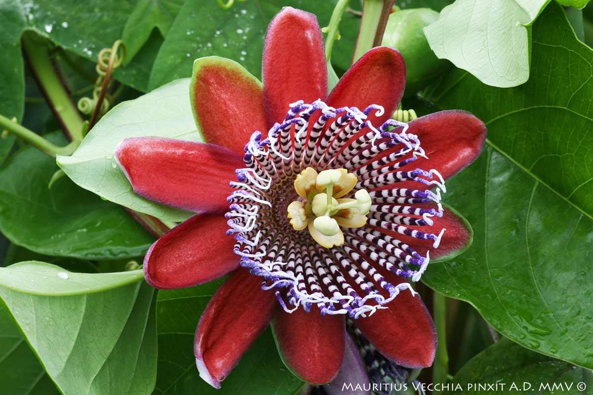 10 semi di PASSIFLORA ALATA - pianta tropicale - semi di fiori - alta germinabilità - seeds