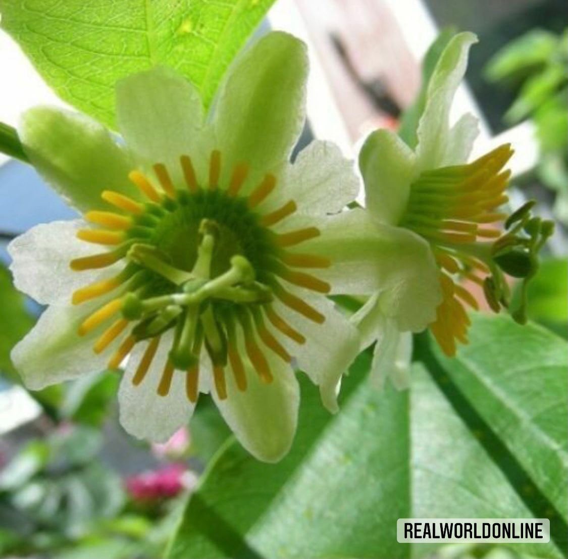 10 semi di PASSIFLORA BIFLORA - pianta tropicale - semi di fiori - alta germinabilità - seeds